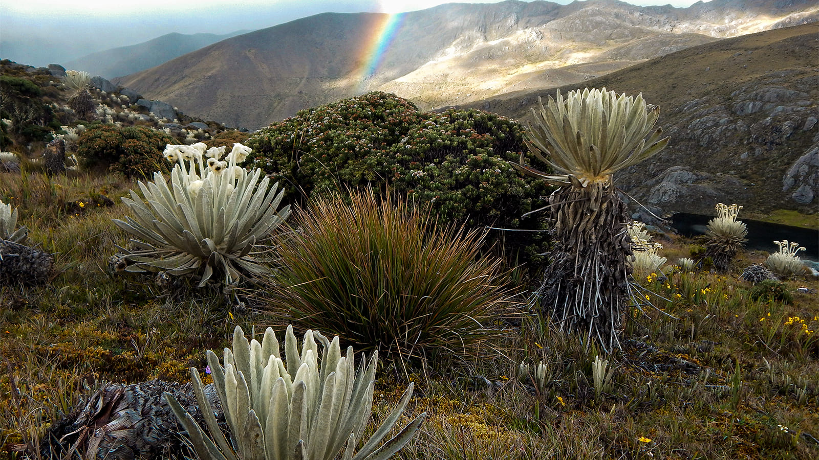 Páramo de Santurbán